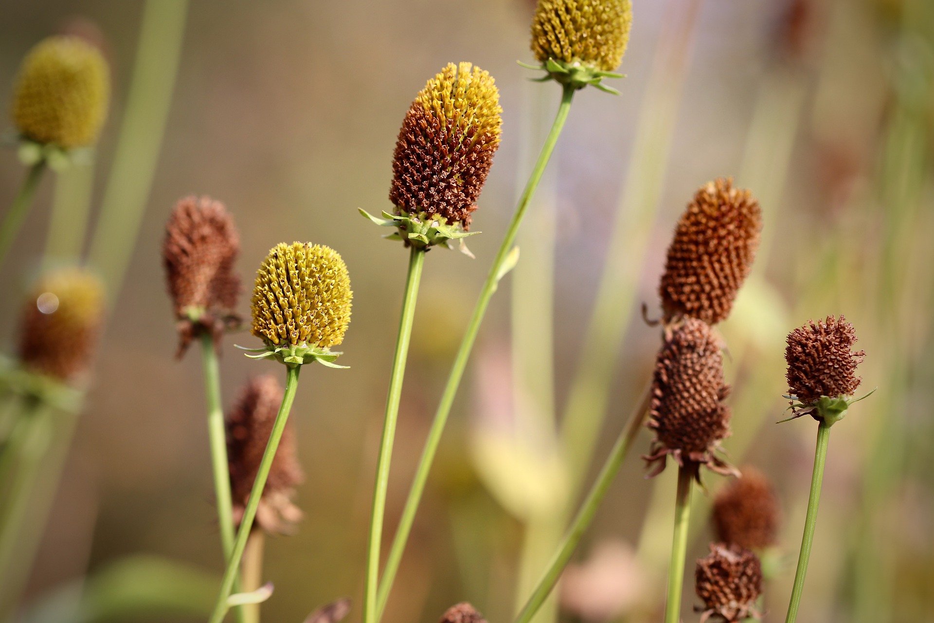 Heu, Krass Coneflowers in Nahaufnahme