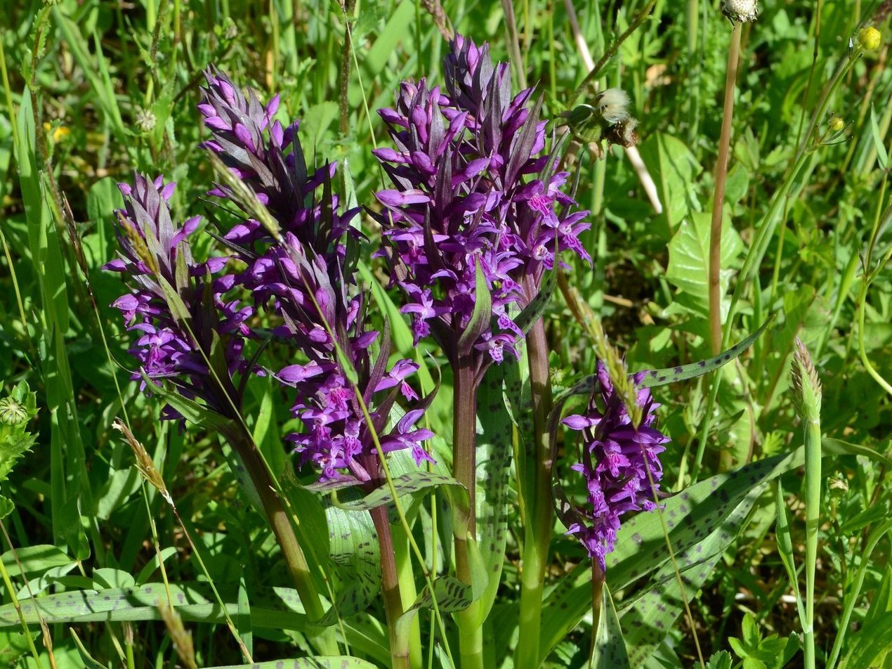 Bild eines Knabenkrauts